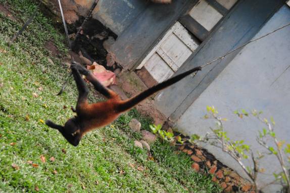 A macaca Chita demonstra suas habilidades na fazenda dos Poços Termais, na região de Boquete, no Panamá